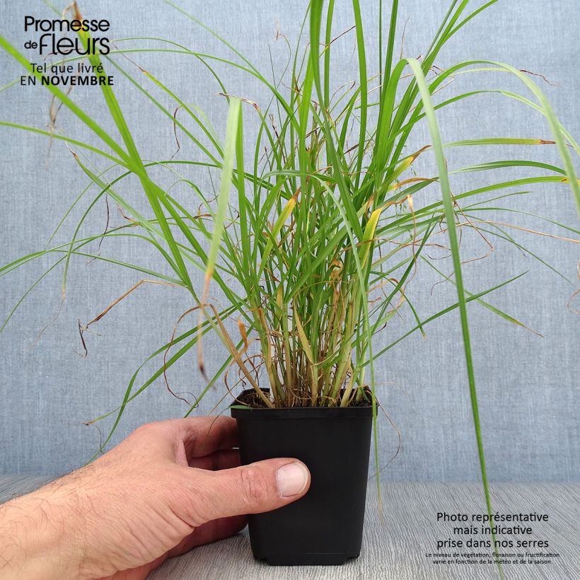 Esemplare di Pennisetum villosum - Penniseto lanceolato Vasetto da 8/9 cm come consegnato in autunno