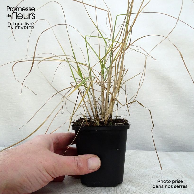Pennisetum villosum - Penniseto lanceolato Vasetto da 8/9 cm esemplare consegnato in inverno
