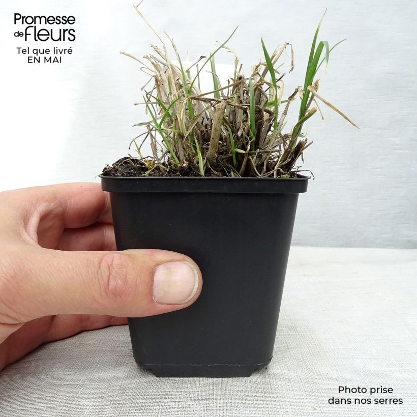 Pennisetum villosum - Penniseto lanceolato Vasetto da 8/9 cm esemplare consegnato in primavera