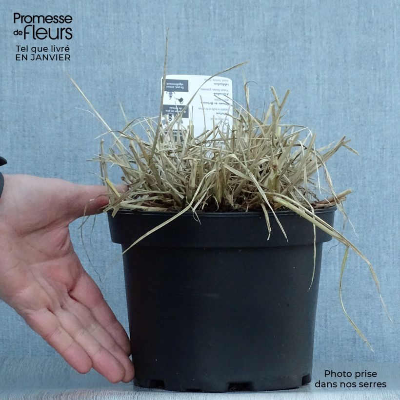 Pennisetum villosum - Penniseto lanceolato Vaso da 2L/3L esemplare consegnato in inverno
