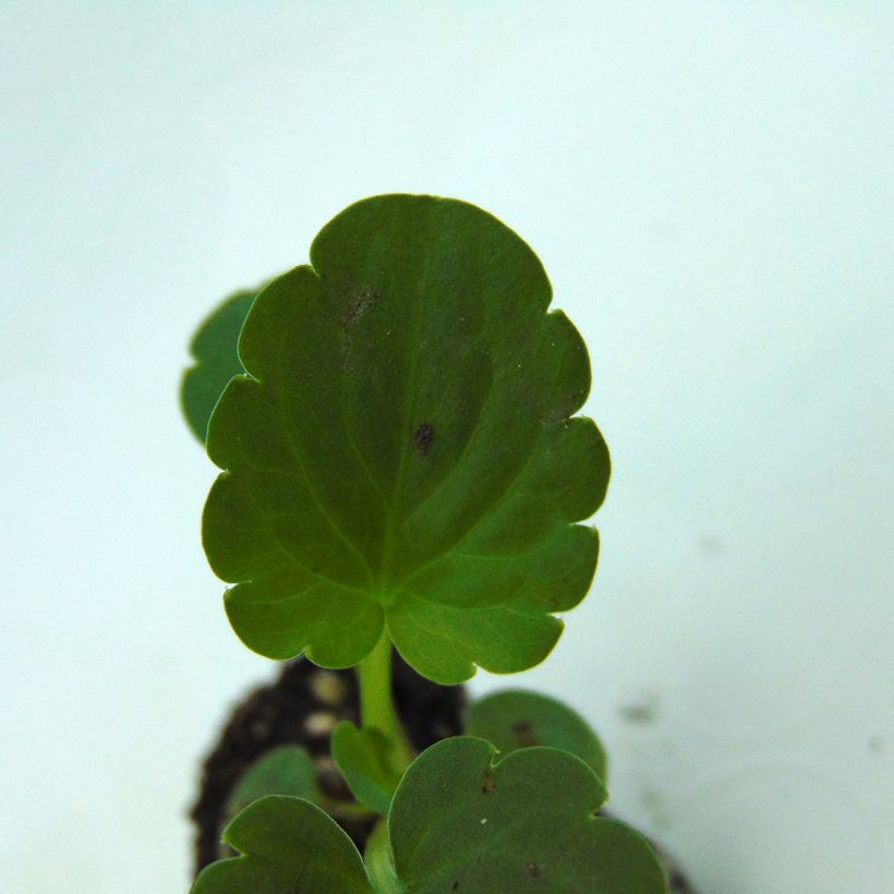 Viola Inspire F1 Orange with Blotch (Fogliame)