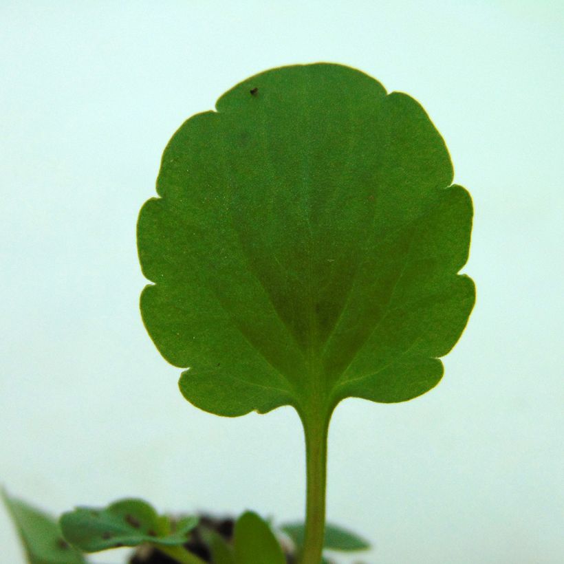 Viola Ultima Radiance F1 Mix (Fogliame)