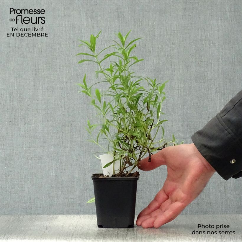 Penstemon Apple Blossom Vasetto da 8/9 cm esemplare consegnato in inverno