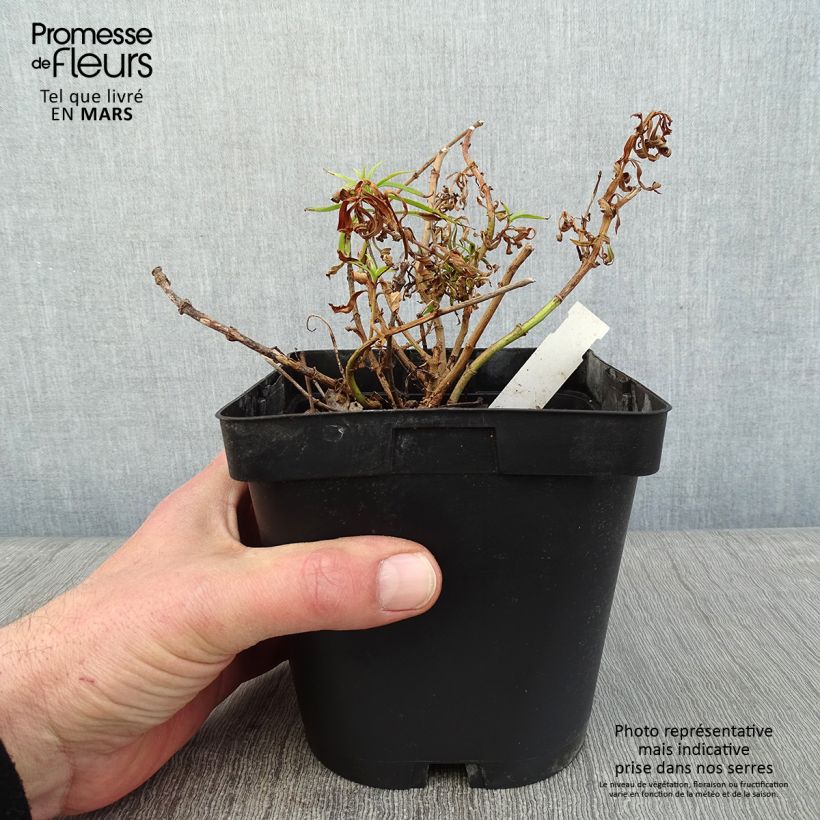 Penstemon Apple Blossom Vaso da 2L/3L esemplare consegnato in inverno