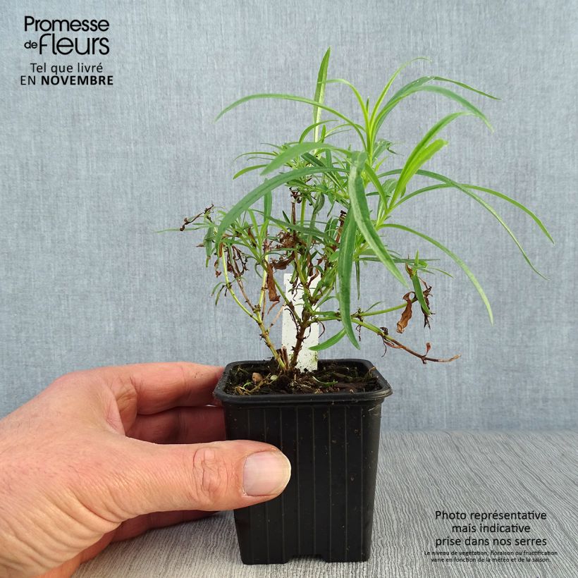 Esemplare di Penstemon Evelyn Vasetto da 8/9 cm come consegnato in autunno