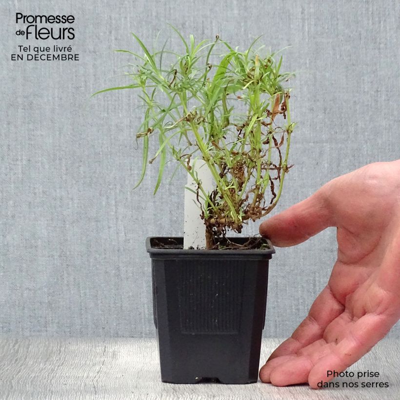 Penstemon Evelyn Vasetto da 8/9 cm esemplare consegnato in inverno