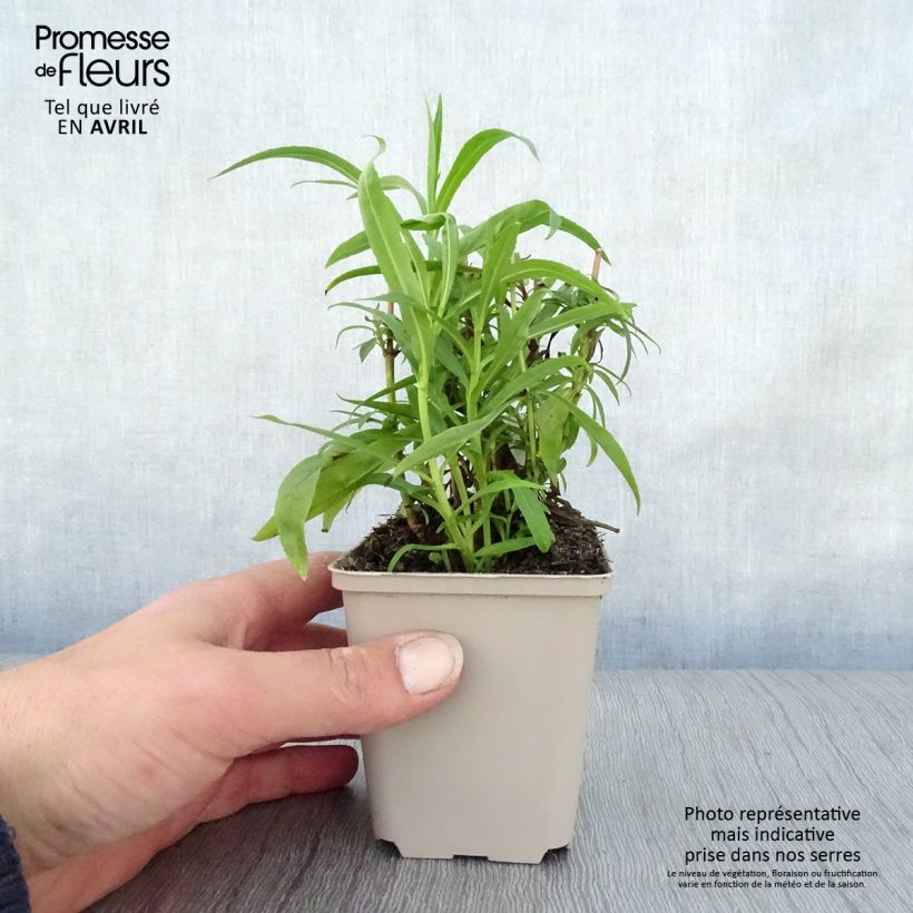 Penstemon Harlequin Red Vasetto da 8/9 cm esemplare consegnato in primavera