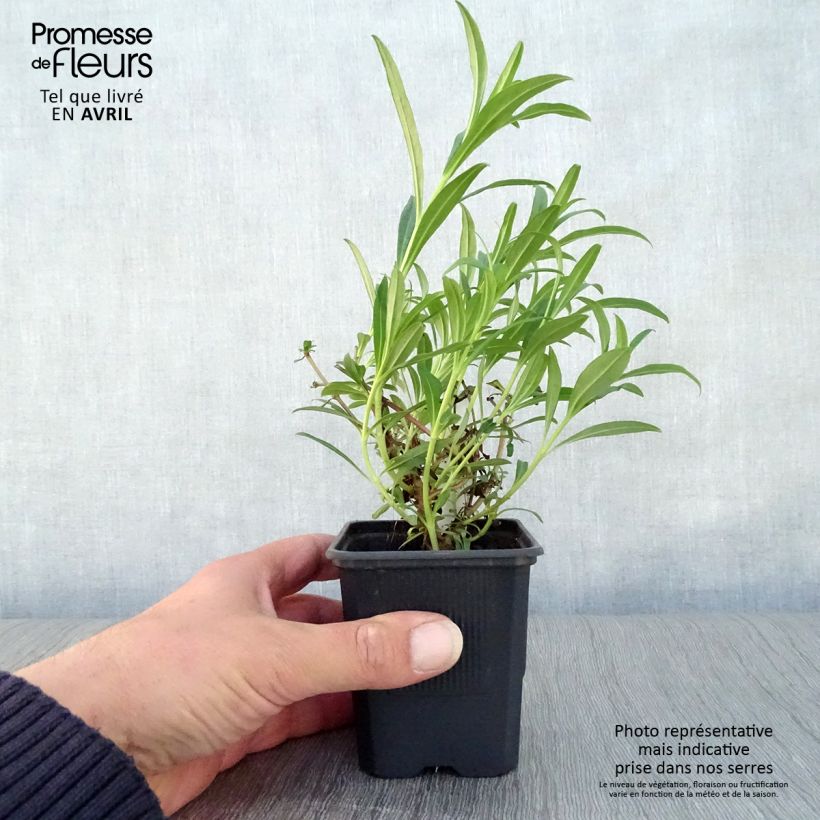 Penstemon Hewell Pink Bedder Vasetto da 8/9 cm esemplare consegnato in primavera