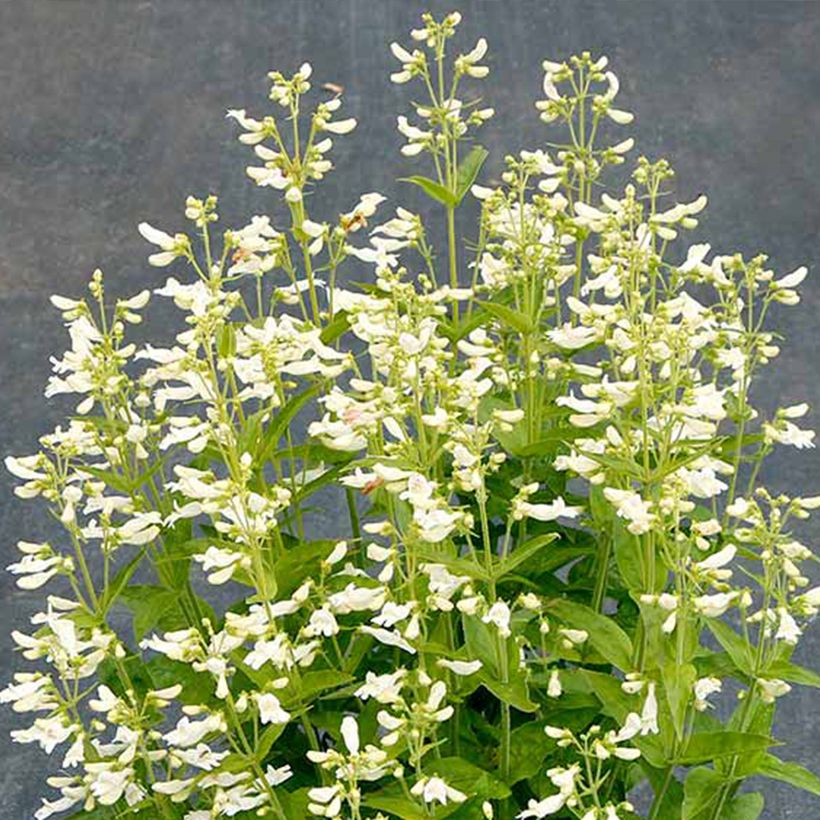 Penstemon Nova Pearl (Fioritura)
