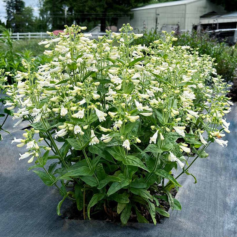 Penstemon Nova Pearl (Porto)