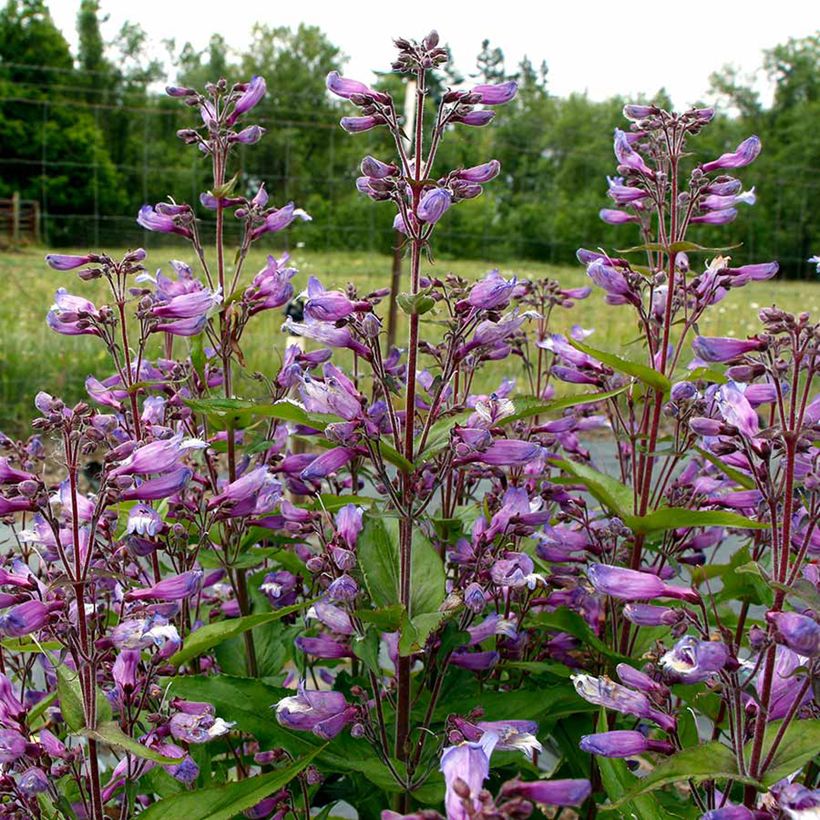 Penstemon Nova Twilight (Fioritura)