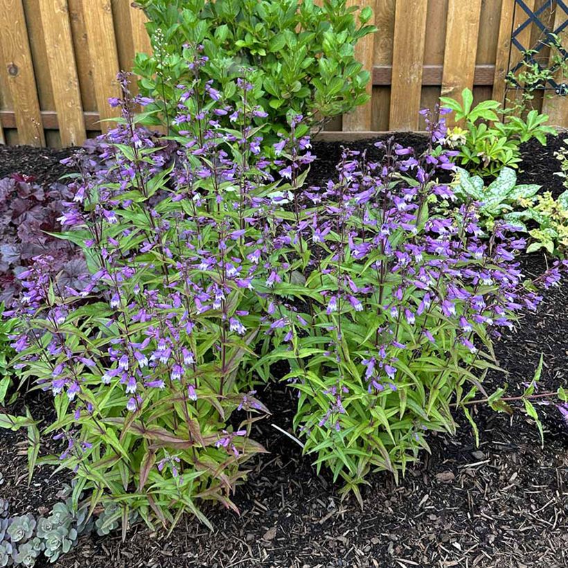 Penstemon Nova Twilight (Porto)