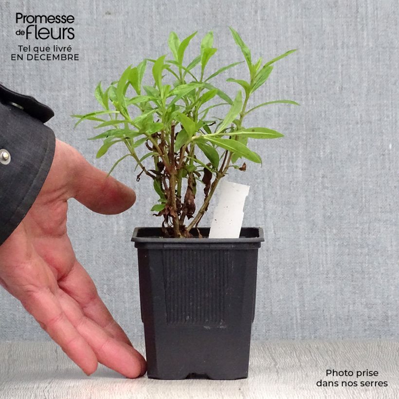 Penstemon Pensham Czar Vasetto da 8/9 cm esemplare consegnato in inverno