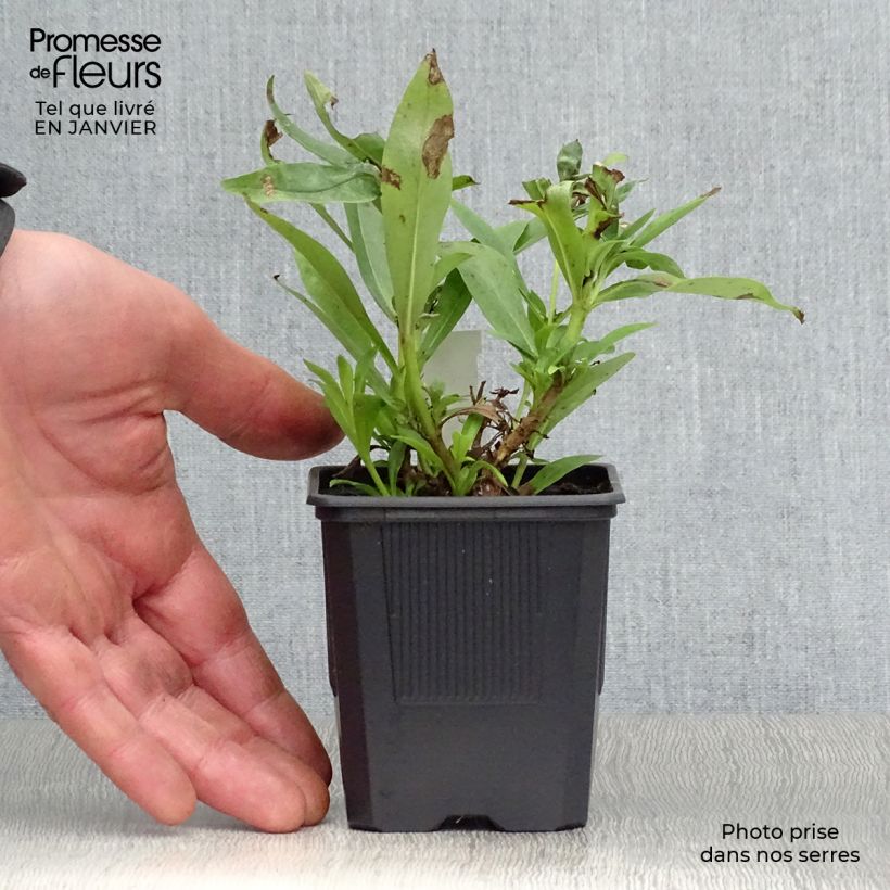Penstemon Pensham Laura Vasetto da 8/9 cm esemplare consegnato in inverno