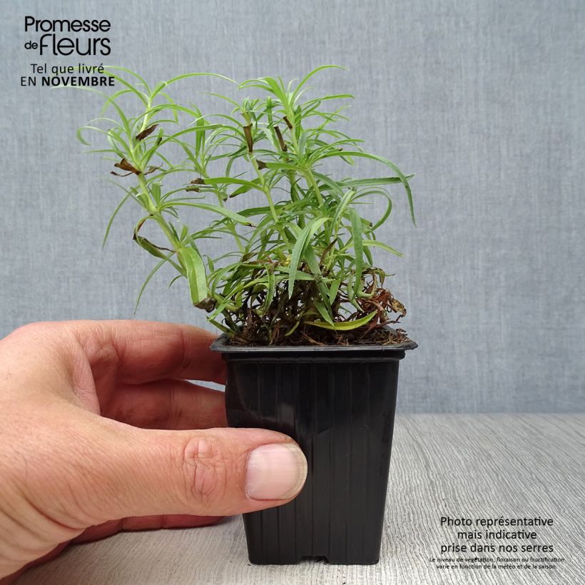 Esemplare di Penstemon Polaris Rose Vasetto da 7/8 cm come consegnato in autunno