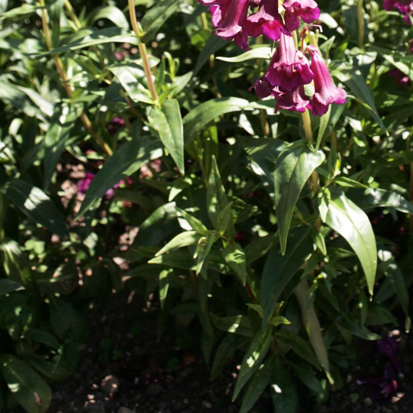 Penstemon Raven (Fogliame)