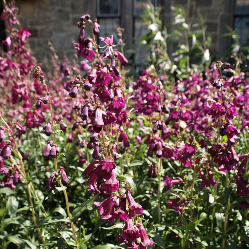 Penstemon Raven (Fioritura)