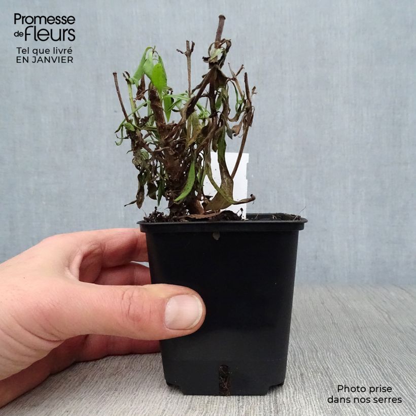 Penstemon Rich Ruby Vasetto da 7/8 cm esemplare consegnato in inverno