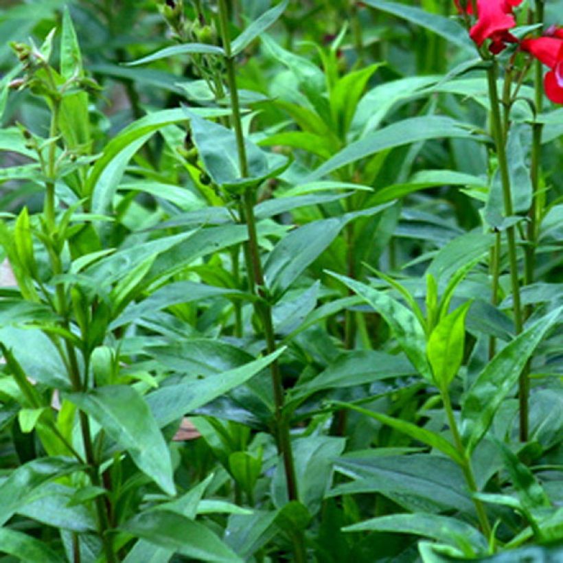 Penstemon Rubicundus (Fogliame)
