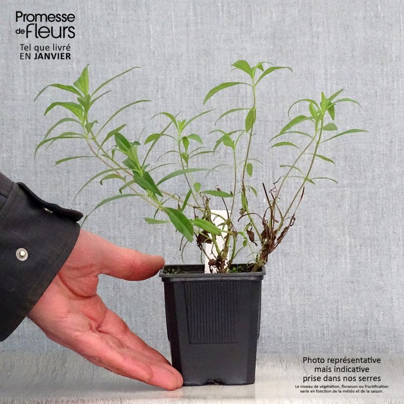 Penstemon Souvenir d'Adrien Régnier Vasetto da 8/9 cm esemplare consegnato in inverno