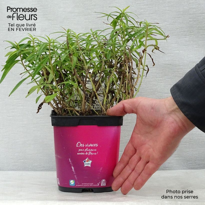 Penstemon Souvenir d'Adrien Régnier Vaso da 2L/3L esemplare consegnato in inverno