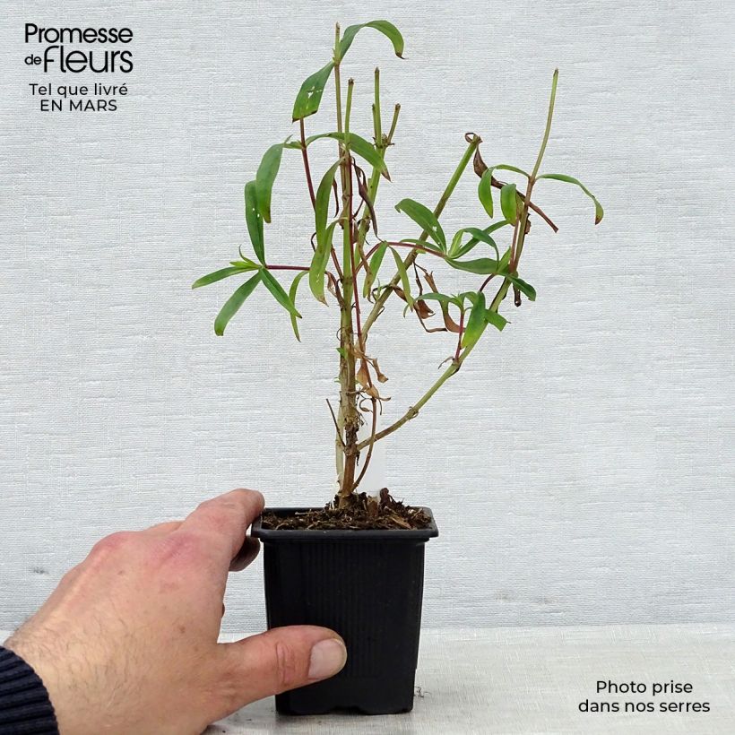 Penstemon Souvenir d'Adrien Régnier Vasetto da 8/9 cm esemplare consegnato in primavera