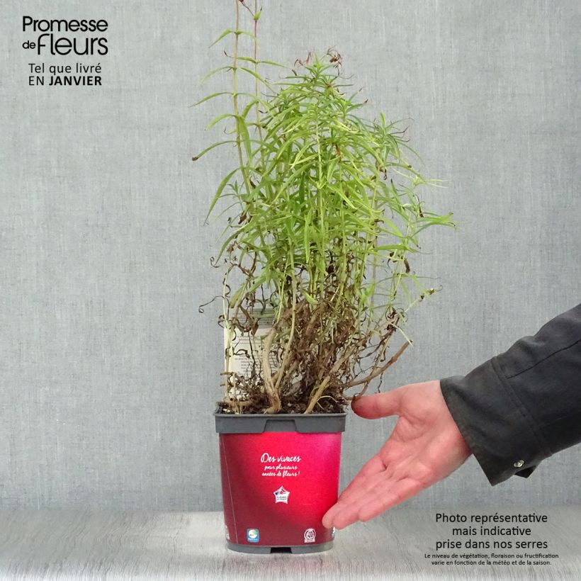 Penstemon barbatus Coccineus Vaso da 2L/3L esemplare consegnato in inverno