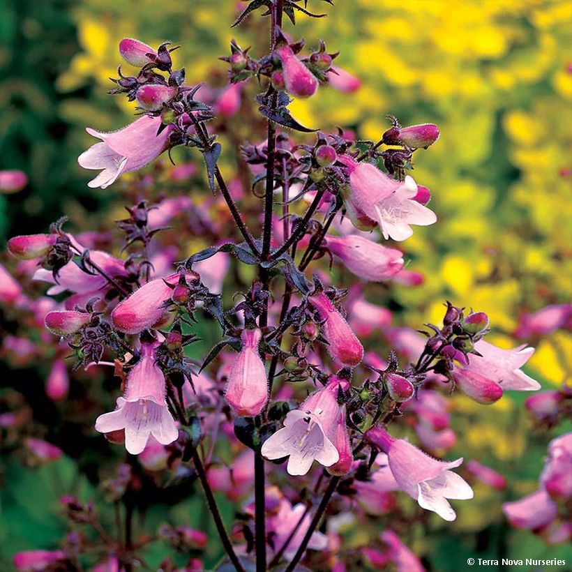 Penstemon digitalis Dakota Verde (Fioritura)