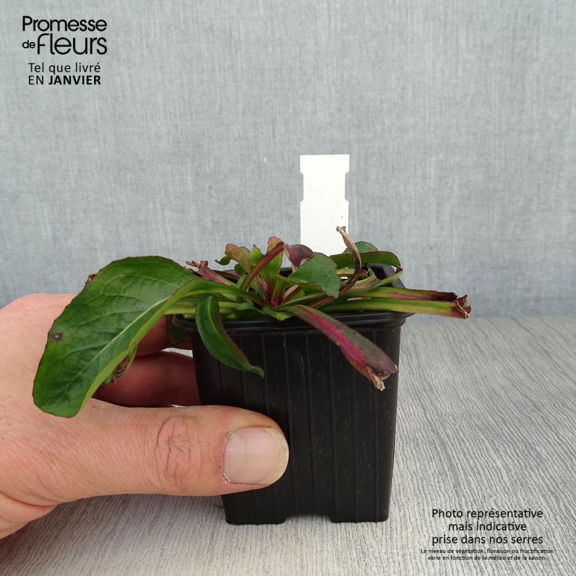 Penstemon digitalis Dakota Verde Vasetto da 8/9 cm esemplare consegnato in inverno