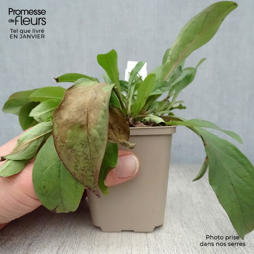 Penstemon digitalis Pocahontas Vasetto da 8/9 cm esemplare consegnato in inverno