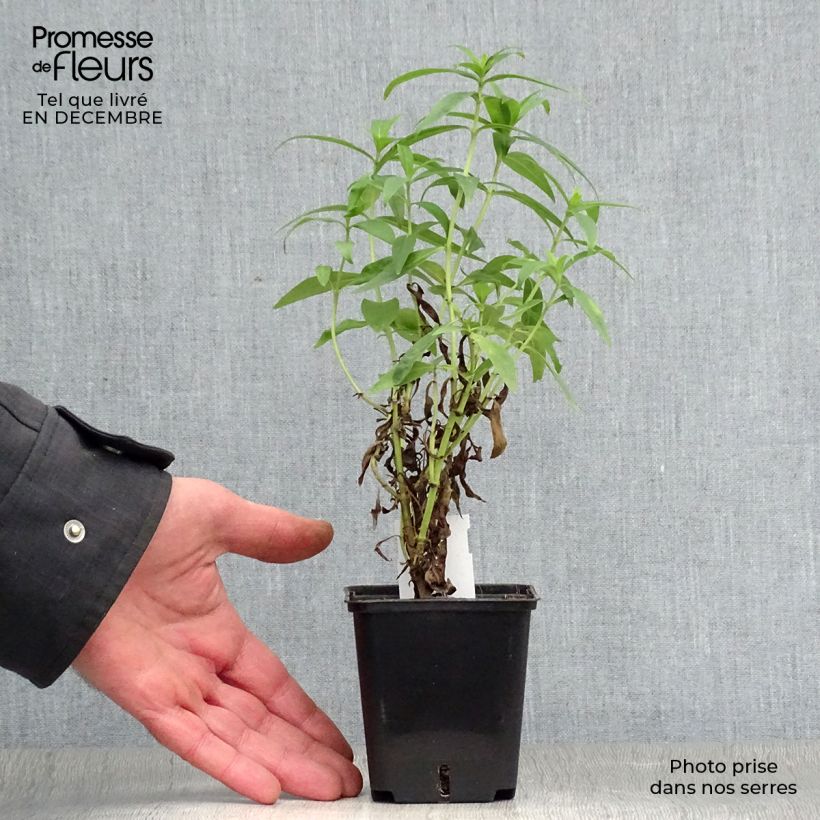 Penstemon Alice Hindley Vasetto da 8/9 cm esemplare consegnato in inverno