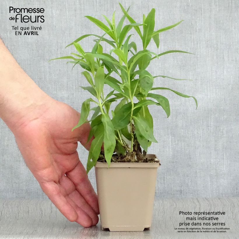 Penstemon Alice Hindley Vasetto da 8/9 cm esemplare consegnato in primavera