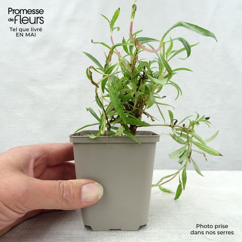 Penstemon Garnet Vasetto da 8/9 cm esemplare consegnato in primavera