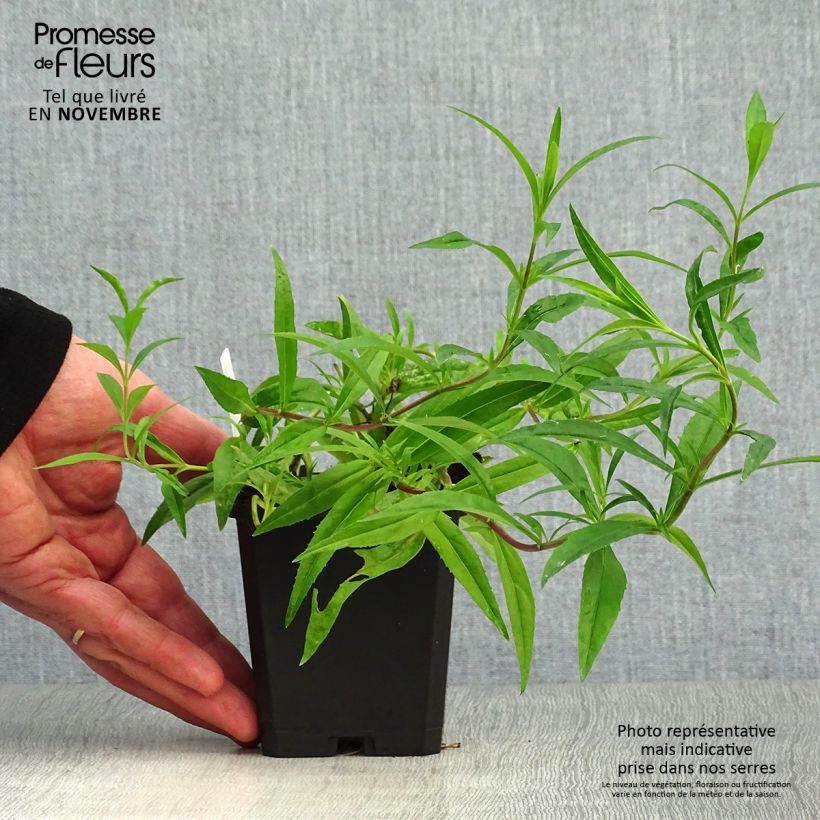 Esemplare di Penstemon Garnet Vasetto da 8/9 cm come consegnato in autunno