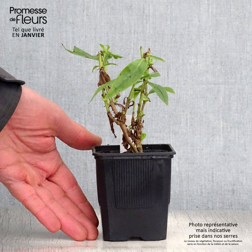 Penstemon Gloire des quatre rues Vasetto da 8/9 cm esemplare consegnato in inverno