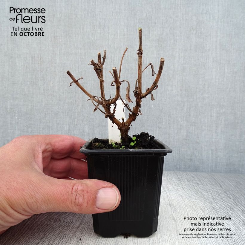 Esemplare di Penstemon Gloire des quatre rues Vasetto da 8/9 cm come consegnato in autunno