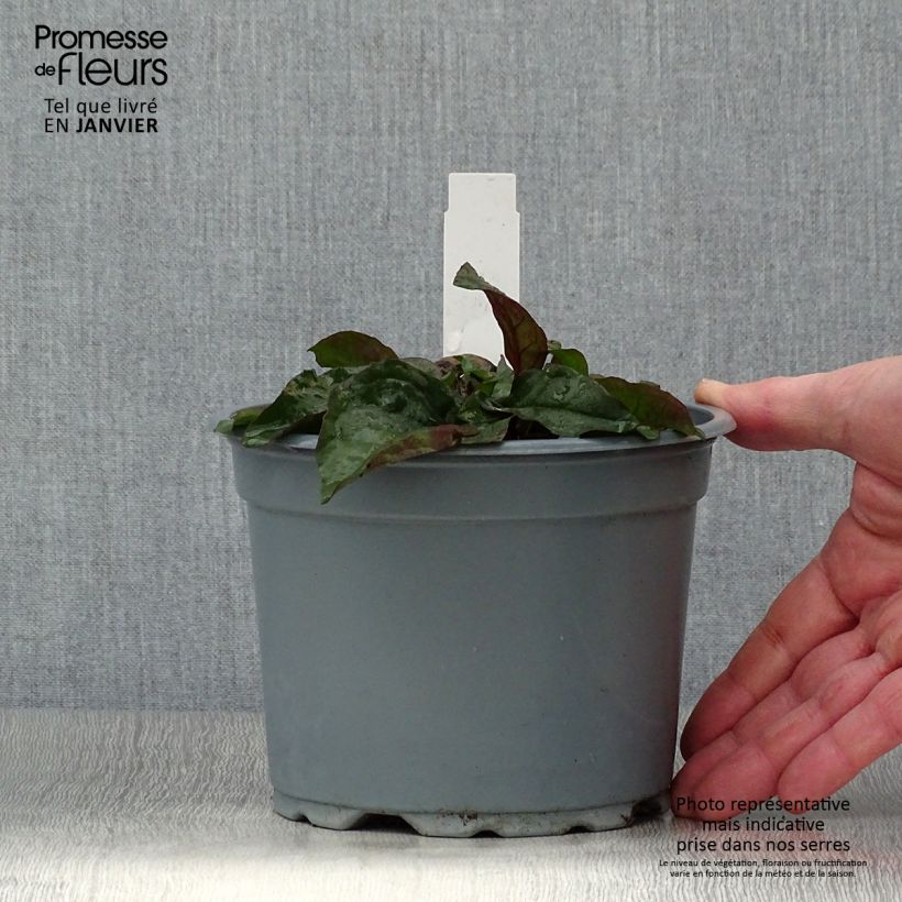 Penstemon digitalis Husker Red Vaso da 2L/3L esemplare consegnato in inverno