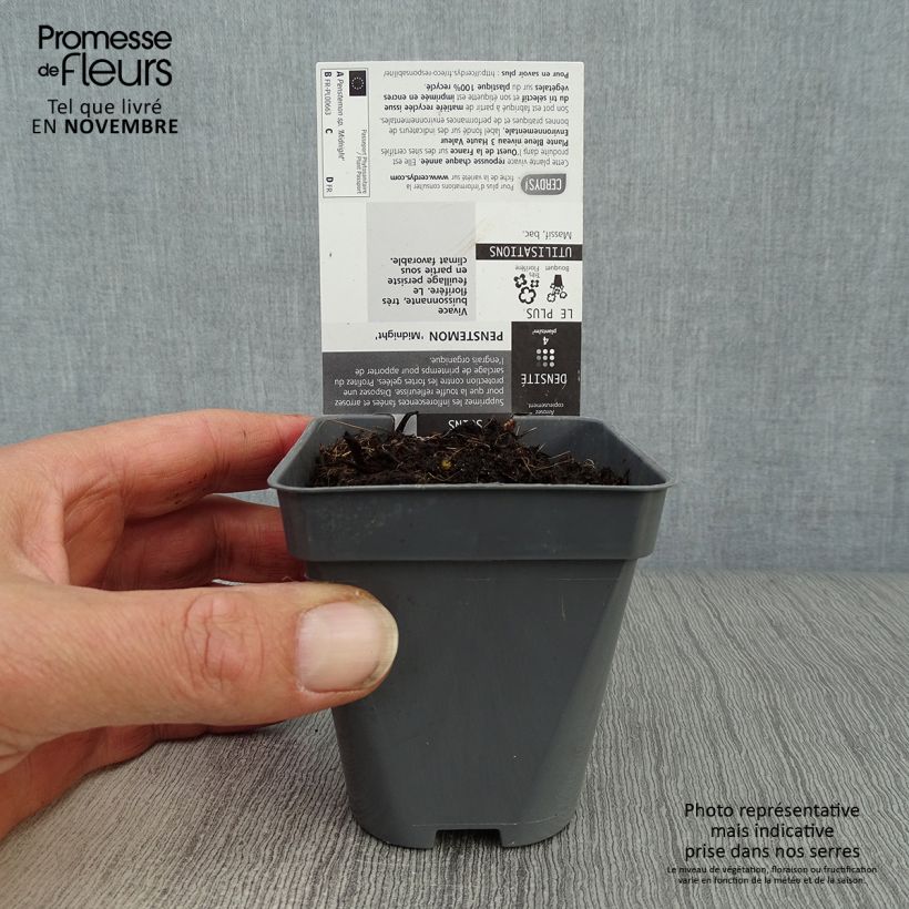 Esemplare di Penstemon Midnight Vasetto da 8/9 cm come consegnato in autunno