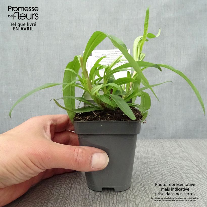 Penstemon Midnight Vasetto da 8/9 cm esemplare consegnato in primavera