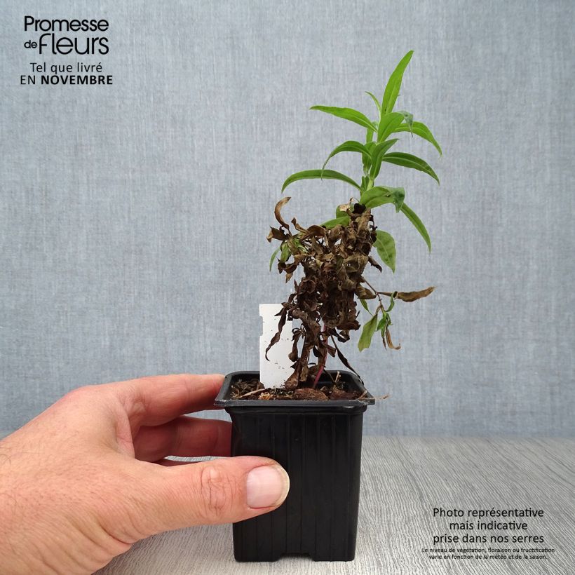Esemplare di Penstemon Russian River Vasetto da 8/9 cm come consegnato in autunno