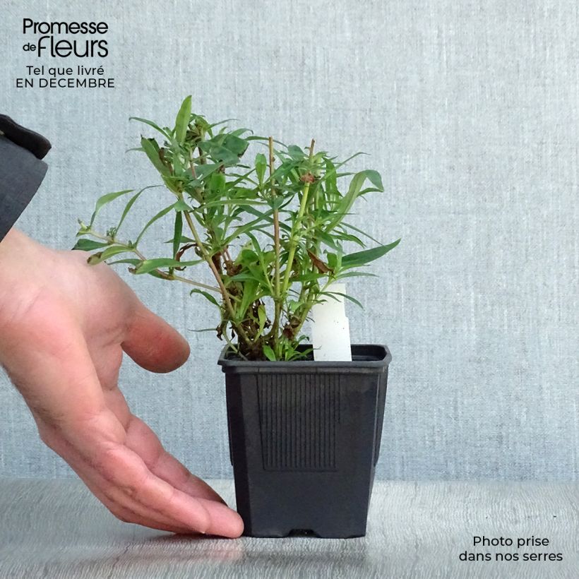 Penstemon Russian River Vasetto da 8/9 cm esemplare consegnato in inverno