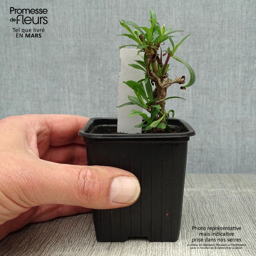 Penstemon Russian River Vasetto da 8/9 cm esemplare consegnato in primavera