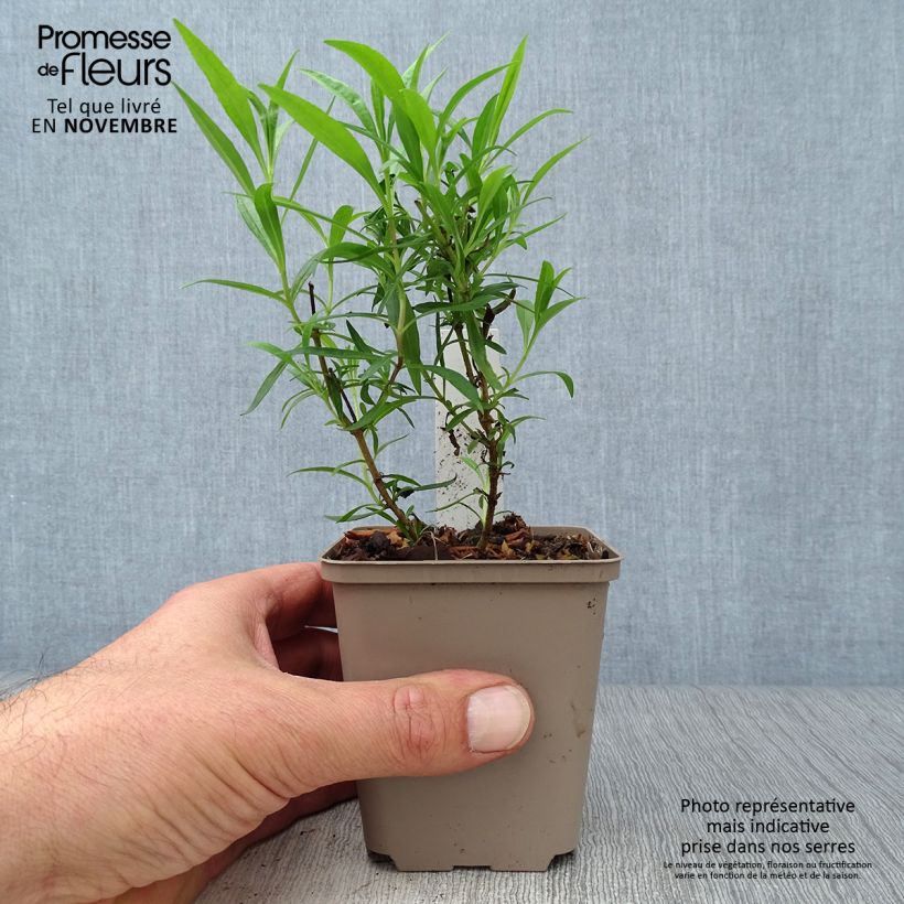 Esemplare di Penstemon Schoenholzeri Vasetto da 8/9 cm come consegnato in autunno