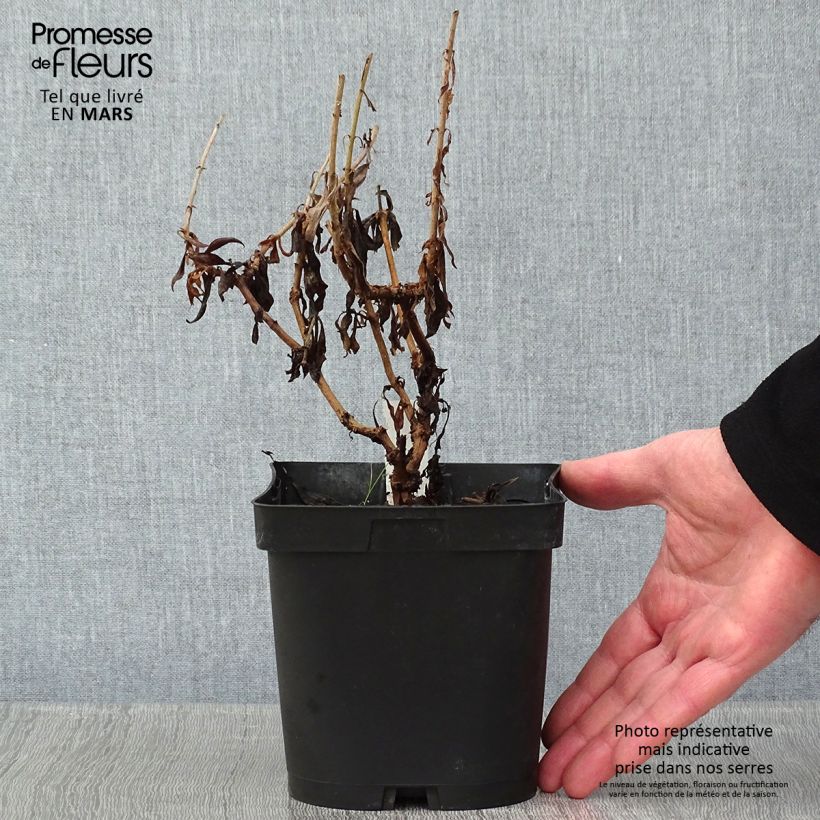 Penstemon Schoenholzeri Vaso da 2L/3L esemplare consegnato in inverno