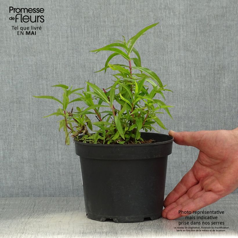Penstemon Sour Grapes Vaso da 2L/3L esemplare consegnato in primavera