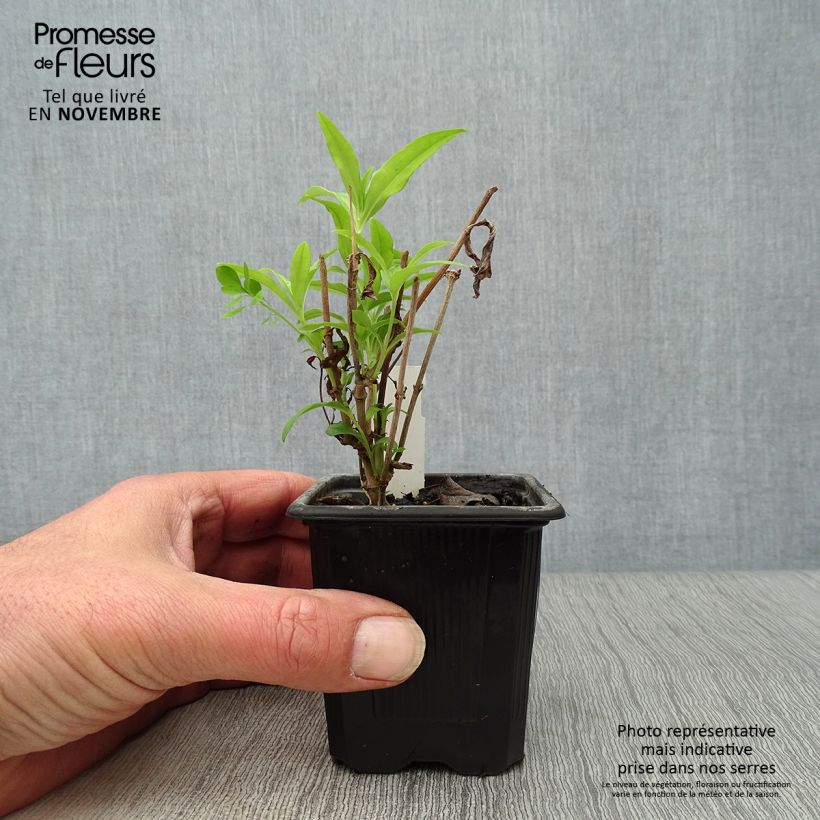 Esemplare di Penstemon White Bedder Vasetto da 8/9 cm come consegnato in autunno