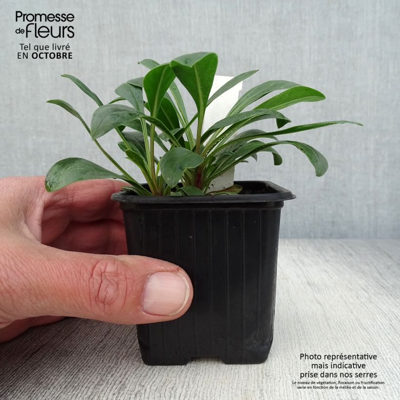 Esemplare di Penstemon mensarum Vasetto da 8/9 cm come consegnato in autunno