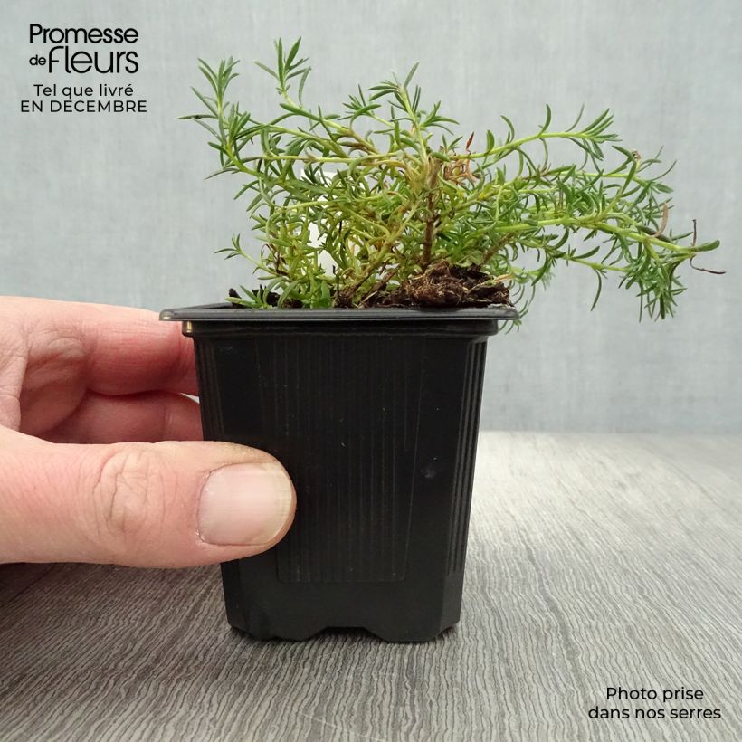 Penstemon pinifolius Mersea Yellow Vasetto da 8/9 cm esemplare consegnato in inverno