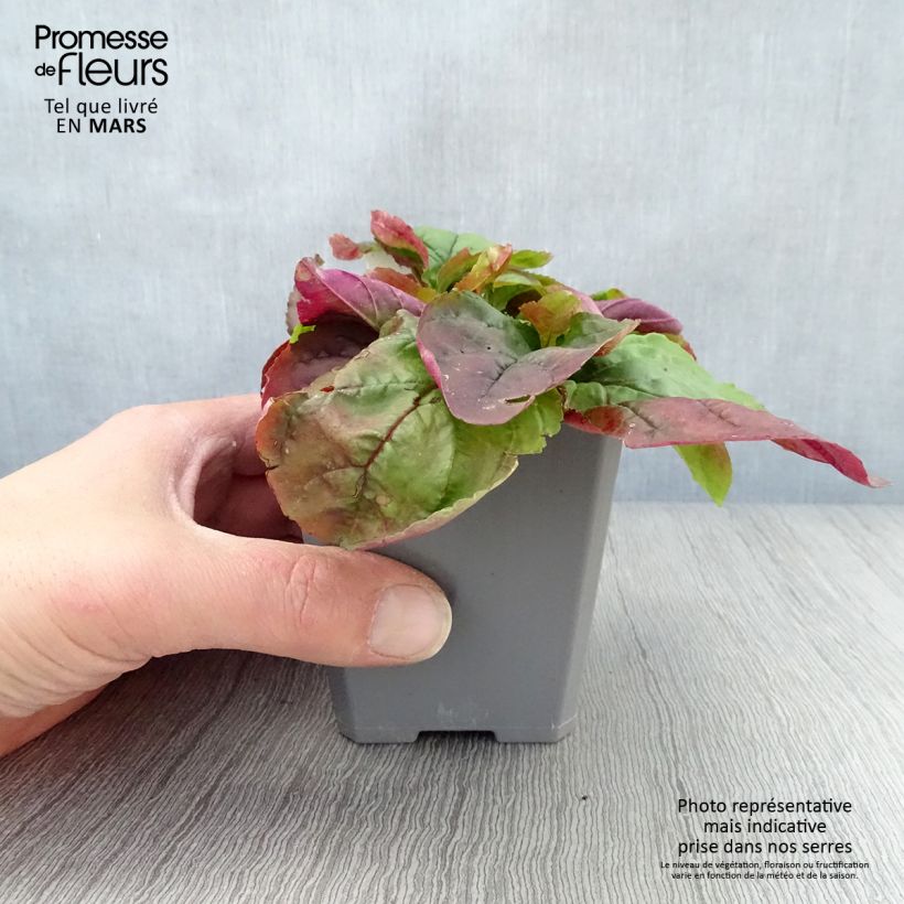 Penstemon smallii Vasetto da 8/9 cm esemplare consegnato in primavera