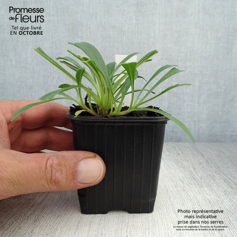 Esemplare di Penstemon strictus Vasetto da 8/9 cm come consegnato in autunno